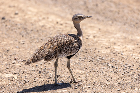 Spotted thick-knee in the Kruger NP South Africaの写真素材