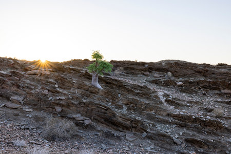 Moringa tree between rock layers in the Kuiseb Canyon Namibiaの写真素材