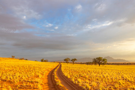 Dirt track through yellow dry grass Namibiaの写真素材
