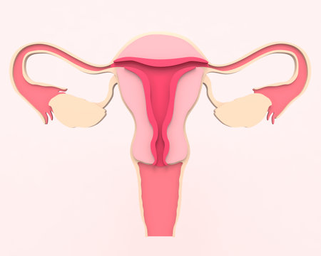 A healthy female reproductive system with the Uterus and ovaries. 
Front view in the section. 3d rendering medical illustrationの写真素材