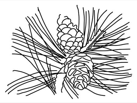 Pine leaf in the doodle style. Hand-drawn silhouette with a fir cone. 
Botanical 
vector illustrationのイラスト素材