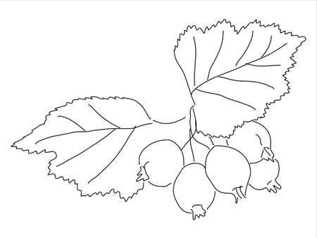 Hawthorn leaf in the doodle style. Hand-drawn silhouette with a berry. 
Botanical medicinal vector plantのイラスト素材