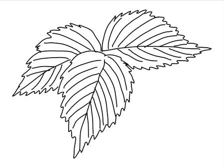 Raspberry leaf in the doodle style. Hand-drawn silhouette. 
Botanical medicinal vector plantのイラスト素材
