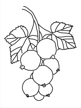 Black currant in the doodle style. Hand-drawn silhouette with a berry. 
Botanical medicinal vector plantのイラスト素材