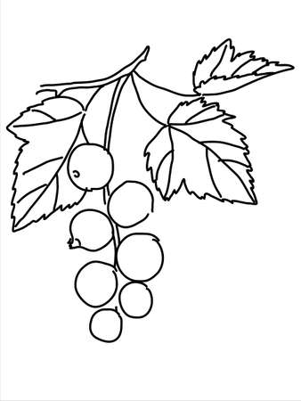 Black currant in the doodle style. Hand-drawn silhouette with a berry. 
Botanical medicinal vector plantのイラスト素材