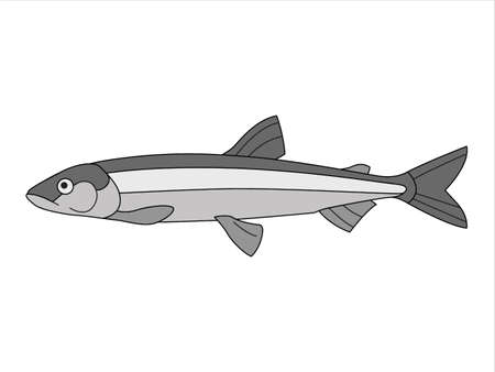 Marine, river fish on an isolated background. Vector illustration in doodle style.のイラスト素材
