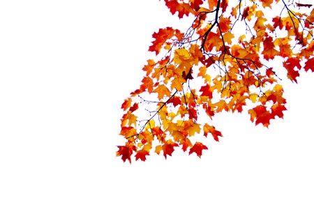 Maple branch