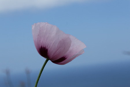 poppy blossom / flower - blue skyの写真素材