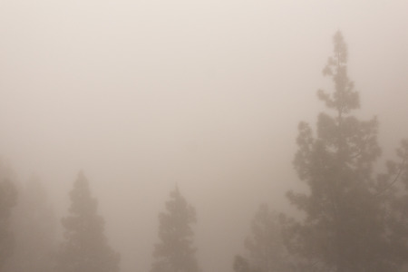 Fog forest in the mountains -thick clouds and treesの写真素材