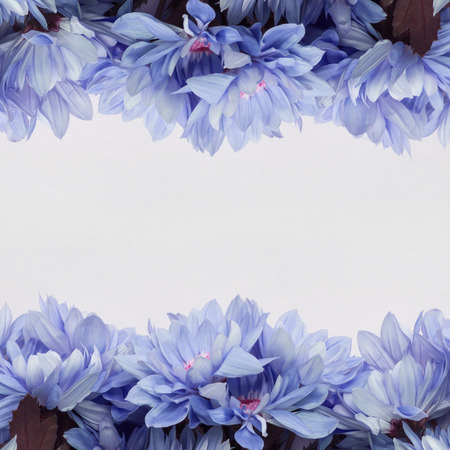 flowers on white backgroundの写真素材