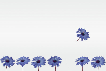 blue flower decoration on white backgroundの写真素材