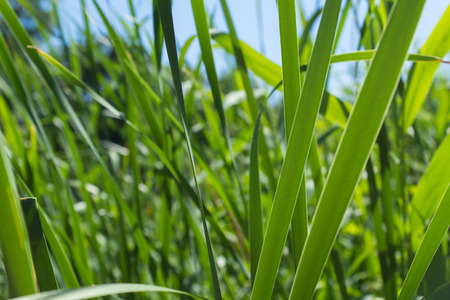 Green reed field, meadow leafs close up