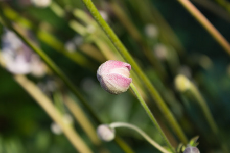 blooming flower in fieldの写真素材