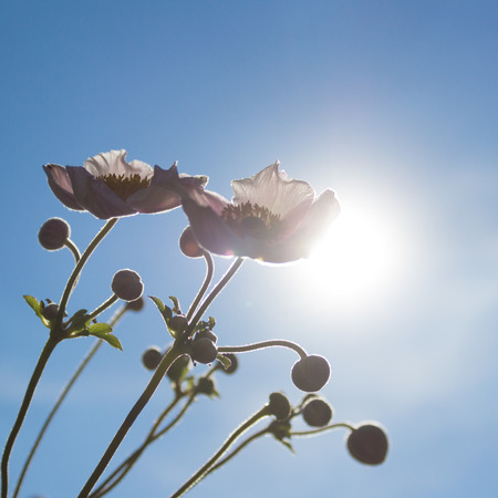 flower silhouette, blue sky and sun - soft focusの写真素材