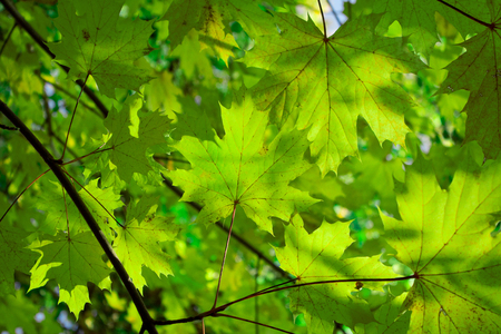 Nature background - green leaves