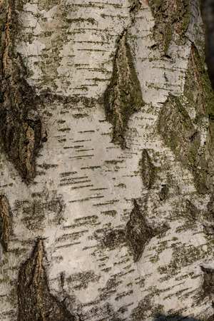 Birch tree bark closeup - nature backgroundの写真素材