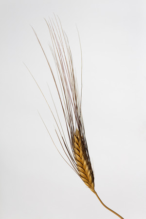dry barley ear closeup isolated on white backgroundの写真素材