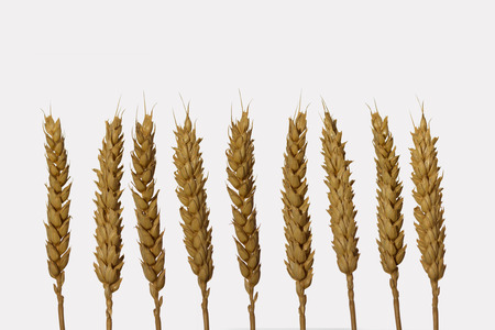 dry barley ears closeup isolated on white backgroundの写真素材