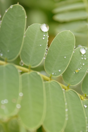 dew droplets on plant - water drops on leafの写真素材