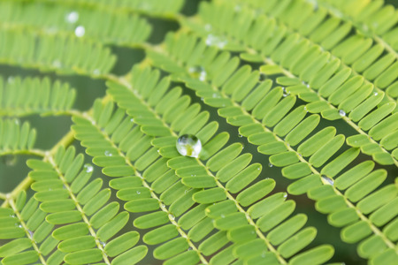 dew droplets on plant - water drops on leafの写真素材