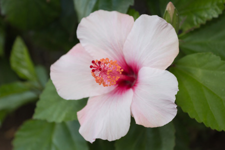 hibiscus flower closeup - hibiscus blossom macroの写真素材