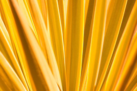 abstract yellow plant background - leaf closeup nature patternの写真素材