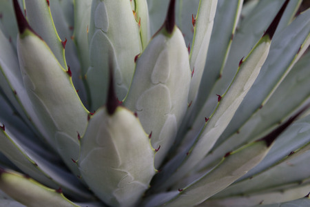 beautiful cactus plant macro - nature backgroundの写真素材