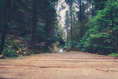 wooden hiking path in forest landscapeの写真素材