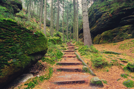 wooden hiking path inside forest landscapeの写真素材