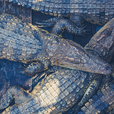 many crocodiles , large crocodiles, cambodia, many crocodiles , large crocodiles, cambodiaの写真素材