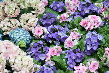 Pink, purple flowers in  flowerbed during early spring