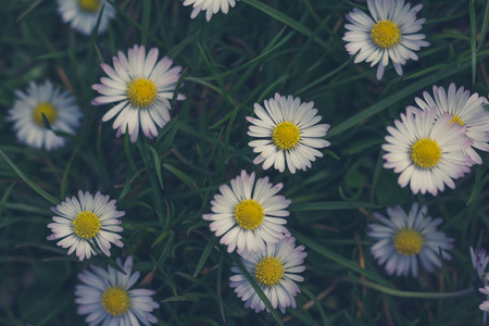 daisy flower meadow closeup - vintage style filterの写真素材
