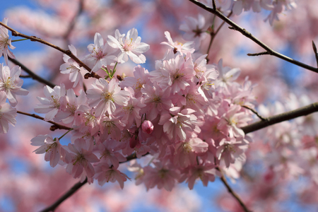 spring border with beautiful pink cherry blossomの写真素材