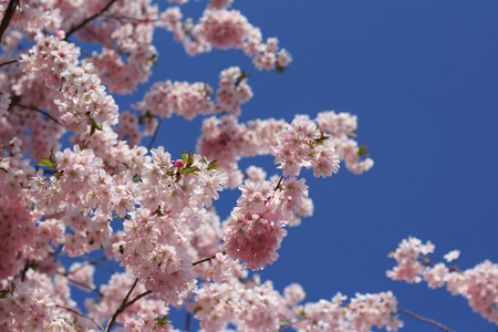 beautiful spring blooming tree, pink cherry blossomの写真素材