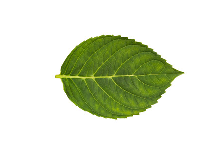 green plant leaf isolated on white backgroundの写真素材