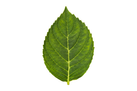 green plant leaf isolated on white backgroundの写真素材