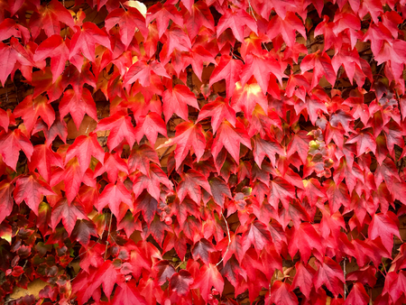 autumn background - red ivy leaves on wall