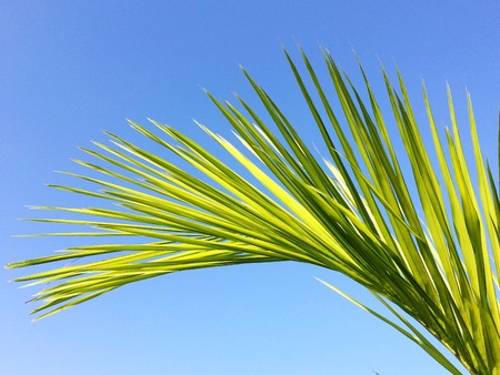 green palm tree leaf isolated on blue skyの写真素材