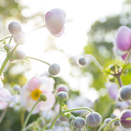 Spring flower meadow , white and pink anemone flowersの写真素材