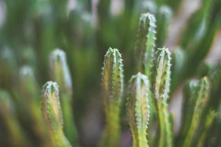 small cactus closeup , cacti plants macroの写真素材
