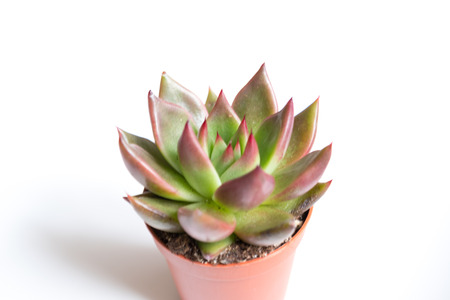 small succulent plant pot on white background -の写真素材