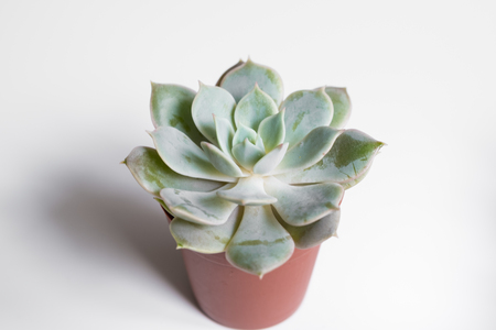 small succulent plant pot on white background -の写真素材