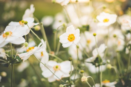 spring flowers in meadow - white flowersの写真素材