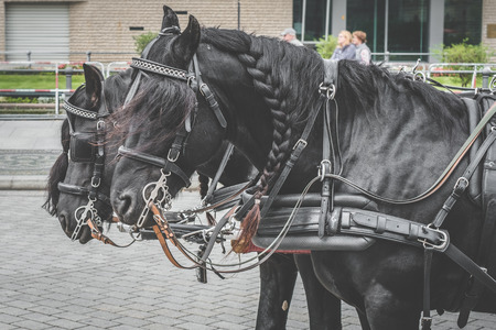 two black horses pulling cariage in the cityの写真素材