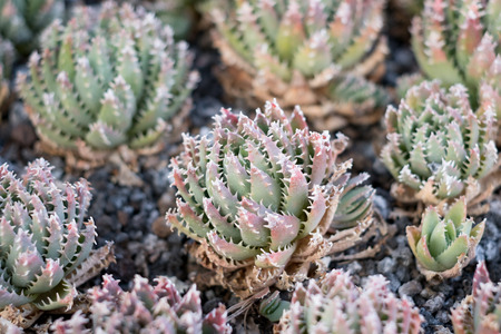 aloe cactus plant - gold tooth aloe