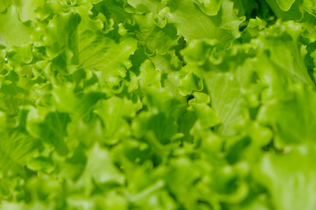 lettuce closeup, fresh salad macroの写真素材