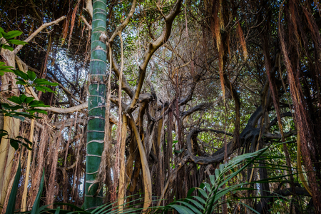 aerial roots and lianes hanging from trees inside tropical forest / rainforest / jungleの写真素材