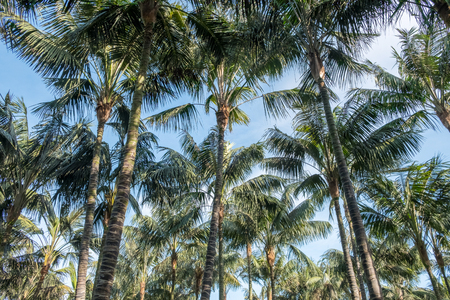 coconut trees on blue sky, looking up palm trees  -の写真素材