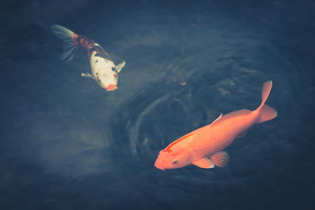 Two fishes - colorful koi carp in the water