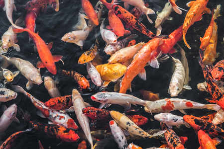 many koi fish, japanese koi carp fishesの写真素材